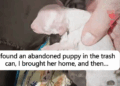 I found an abandoned puppy in the trash can, I brought her home and then_part2