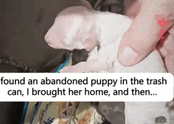 I found an abandoned puppy in the trash can, I brought her home and then_part2