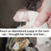 I found an abandoned puppy in the trash can, I brought her home and then_part2