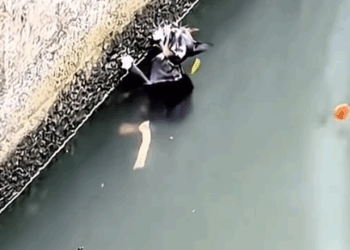 Part2. Animals Rescue #dogrescue #rescuedog #dogsofttiktok #foryoupage #foryou #dogs