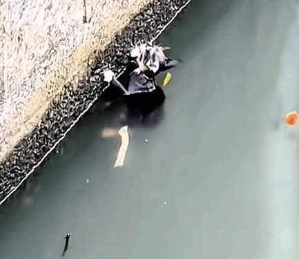 Part2. Animals Rescue #dogrescue #rescuedog #dogsofttiktok #foryoupage #foryou #dogs