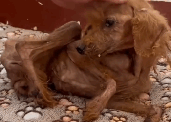 Part2.Animals Rescue #dogrescue #rescuedog #dogsofttiktok #foryoupage #foryou #dogs