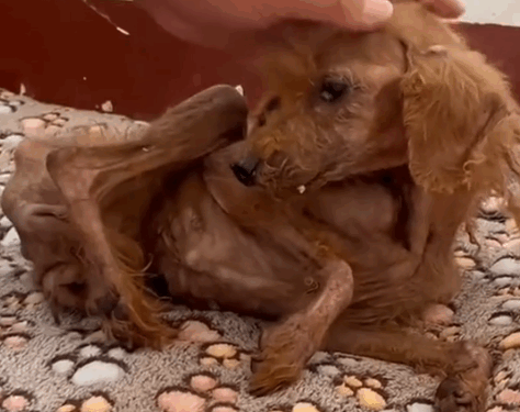 Part2.Animals Rescue #dogrescue #rescuedog #dogsofttiktok #foryoupage #foryou #dogs