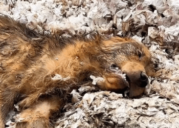 One Man.One Dog.One Unbreakable Bond_part2