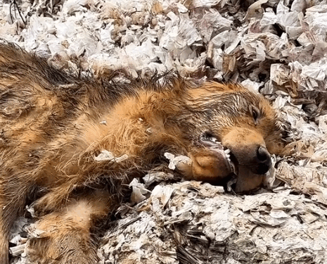 One Man.One Dog.One Unbreakable Bond_part2