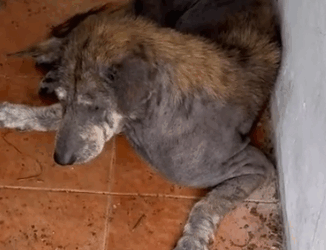 He waited years in the same spot – for someone who was never coming back… 💔_part2