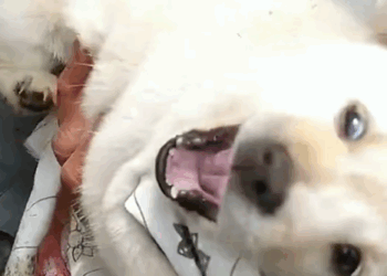 Lost puppy in the woods was luckily saved_part2