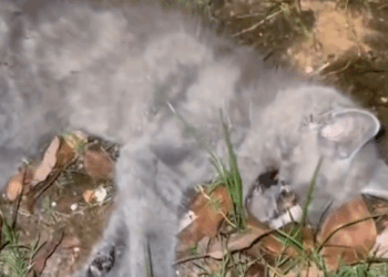 Give stray cats a home#cat #catsoftiktok #rescuecat #rescueanimals #straycat_part2