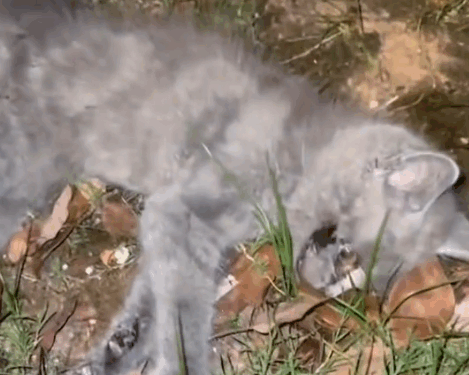 Give stray cats a home#cat #catsoftiktok #rescuecat #rescueanimals #straycat_part2