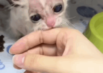 Part 2.Animals Rescue #dogrescue #rescuedog #dogsofttiktok #foryoupage #foryou #dogs