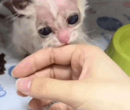 Part 2.Animals Rescue #dogrescue #rescuedog #dogsofttiktok #foryoupage #foryou #dogs