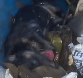 I rescued a puppy that was born in a trash can_part2