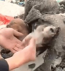 part2.Animals Rescue #dogrescue #rescuedog #dogsofttiktok #foryoupage #foryou #dogs