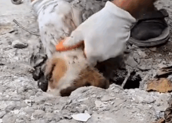 I have managed to rescue him and am going to take him on my shelter_part2