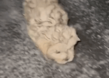 Part2 .Animals Rescue #dogrescue #rescuedog #dogsofttiktok #foryoupage #foryou #dogs