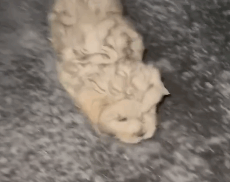 Part2 .Animals Rescue #dogrescue #rescuedog #dogsofttiktok #foryoupage #foryou #dogs