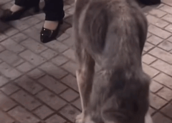 Part 2.Animals Rescue #rescuedog #dogrescue #dogsofttiktok #foryoupage #foryou #dogs