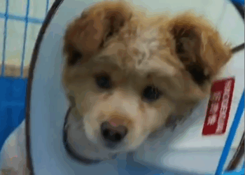 Part2 .Animals Rescue #dogrescue #rescuedog #dogsofttiktok #foryoupage #foryou #dogs