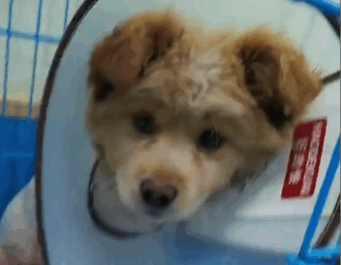 Part2 .Animals Rescue #dogrescue #rescuedog #dogsofttiktok #foryoupage #foryou #dogs