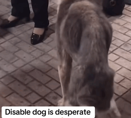 Part 2.Animals Rescue #rescuedog #dogrescue #dogsofttiktok #foryoupage #foryou #dogs