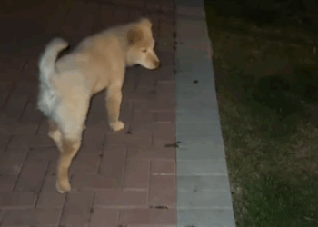 part2.Animals Rescue #dogrescue #rescuedog #dogsofttiktok #foryoupage #foryou #dogs