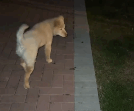 part2.Animals Rescue #dogrescue #rescuedog #dogsofttiktok #foryoupage #foryou #dogs