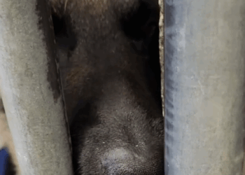 Today Chow told me he was going to die, and I didn’t even know it. I_part1