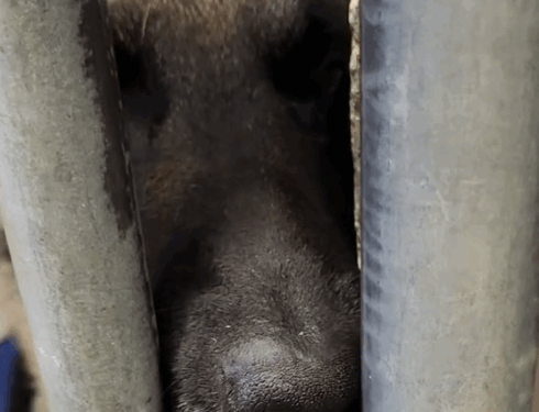 Today Chow told me he was going to die, and I didn’t even know it. I_part1