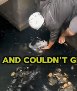 12Rescue of an abandoned dog that fell into a water canal❤️_part1