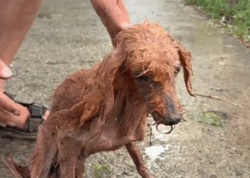 Rescue a puppy that was injured and searching for food in a garbage dump._part2