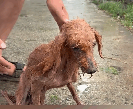Rescue a puppy that was injured and searching for food in a garbage dump._part2