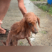 Rescue a puppy that was injured and searching for food in a garbage dump._part2