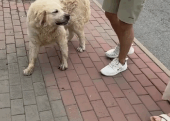 Dog abandoned in the snow, shivering with cold_part2