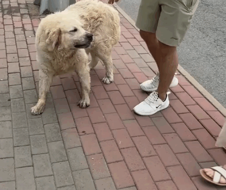 Dog abandoned in the snow, shivering with cold_part2