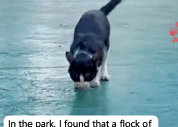 I saved a cat bullied by a bird and the_part2