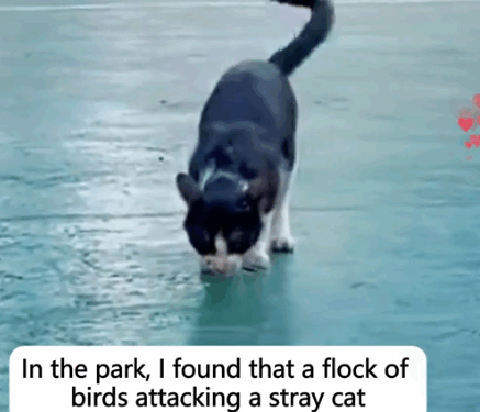 I saved a cat bullied by a bird and the_part2