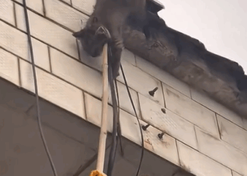 Part2. Animals Rescue #dogrescue #rescuedog #dogsofttiktok #foryoupage #foryou #dogs