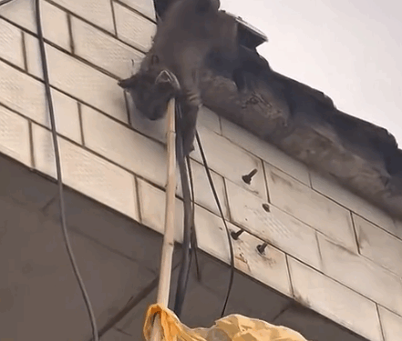 Part2. Animals Rescue #dogrescue #rescuedog #dogsofttiktok #foryoupage #foryou #dogs