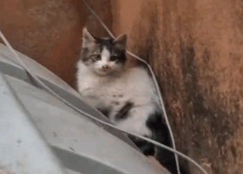 Part2.Animals Rescue #dogrescue #rescuedog #dogsofttiktok #foryoupage #foryou #dogs