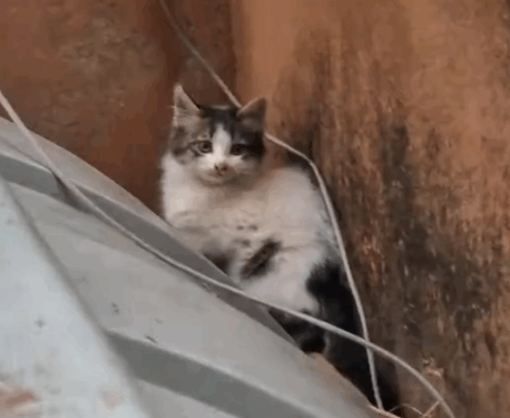 Part2.Animals Rescue #dogrescue #rescuedog #dogsofttiktok #foryoupage #foryou #dogs