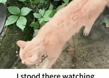 He was broken,abandoned, and full of pain.But we named him Phoenix—because he’s meant to rise again._part2