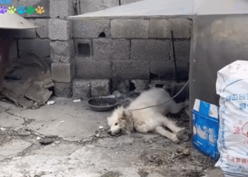 Part2. Animals Rescue #dogrescue #rescuedog #dogsofttiktok #foryoupage #foryou #dogs