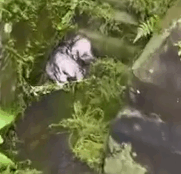 Part2.Animals Rescue #dogrescue #rescuedog #dogsofttiktok #foryoupage #foryou #dogs