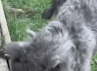 I rescued an abandoned kitten and then._part2