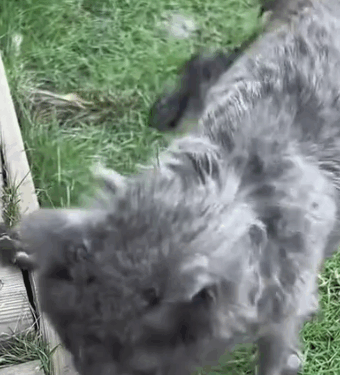 I rescued an abandoned kitten and then._part2