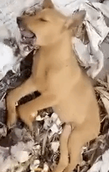 part2.Animals Rescue #dogrescue #rescuedog #dogsofttiktok #foryoupage #foryou #dogs