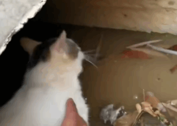 Part 2.Animals Rescue #dogrescue #rescuedog #dogsofttiktok #foryoupage #foryou #dogs