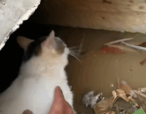 Part 2.Animals Rescue #dogrescue #rescuedog #dogsofttiktok #foryoupage #foryou #dogs