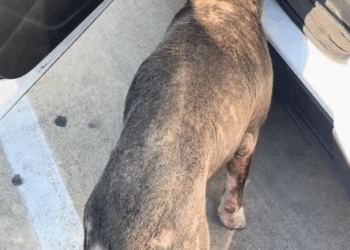 Part2 .Animals Rescue #dogrescue #rescuedog #dogsofttiktok #foryoupage #foryou #dogs