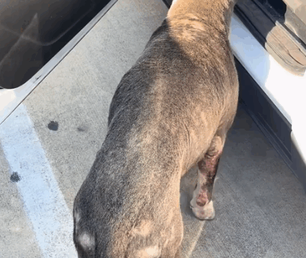 Part2 .Animals Rescue #dogrescue #rescuedog #dogsofttiktok #foryoupage #foryou #dogs